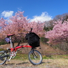 ブロンプトンに乗って「相模川自然の村公園」の河津桜を撮ってきた。