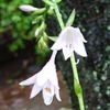 大雨、、、