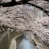 桜〜お花見続きです｡