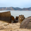 家島諸島のねこさん