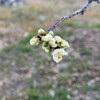 梅の花咲く、弥生の初めころ。
