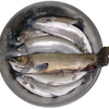 Trout　鱒　鮅　マス