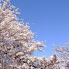 今年の桜