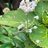 ヤブミョウガの花が咲いています