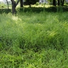 【雑草対策】 除草剤エイトアップが本当に雑草に効果があるのか実験してみた①