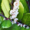 ハマヒサカキの花と臭いから