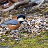 野鳥(小鳥)の撮影