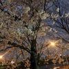 韓国の桜を見てきたの巻