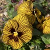 花びら全体の黒い筋が美しい！ ビオラ「タイガーアイ」