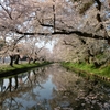 弘前・角館　桜観賞の旅　2