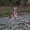 カバ Hippo 2