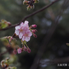 ヒヨドリが寒桜に　2026.2.6