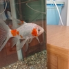 すくい金魚 秋の訪れと共に逝く