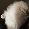 毎朝Y子の部屋のタワーでお窓観察しているふくちゃん