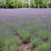 早咲きラベンダー開花し始め
