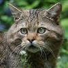 （フランス語警察用語）山猫の毛