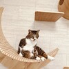 愛猫のために思い切ってリフォーム！キャットウォーク工事2日目✨