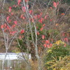 サクラの紅葉　ボランティアグループ「みのり会」　手作りサンタなど