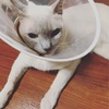 デザインフェスタと店長しろねこのスケーリング