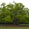 【なら散歩】奈良公園の木々