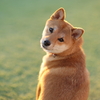 お疲れさまでした