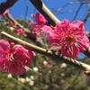 梅  三十三輪目『大盃』