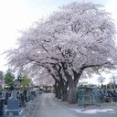 胡蝶の夢