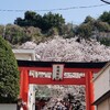 横浜山手の桜