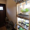 週間中ロボ305 LED水耕栽培三段に改良その２
