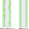 突然一斉に消えたタンポポ