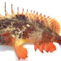 寄生虫 サヨリの寄生虫 サヨリヤドリムシ 神戸 明石のファミリーフィッシング奮闘記 関西の釣りをもっと手軽に楽しむ