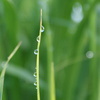 朝の雨の音
