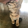 子猫を拾った話。