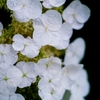 ついでなので今年の紫陽花