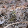 ‟鳥屋”でいたい