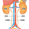 慢性腎臓病（CKD）について
