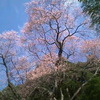 桜満開