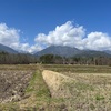 2023/03/29 水曜日　田んぼのサクラ満開