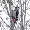 北富士演習場の野鳥達