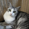 ８月の猫たち