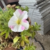 お花が綺麗な季節♪