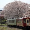 ２０１９替佐の桜