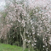 花は盛りにのみ見るものかは(徒然草)