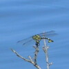 ウチワヤンマ