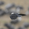 ツルの国へ鳥を見に行った日記（２０２４　１２２２）その６。