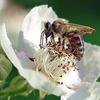 養蜂に使われるミツバチ