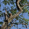 アフリカスズメフクロウ(Pearl-spotted Owlet)