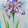 日々絵「菖蒲の習作 2　Study of irises 2」01.06.21