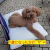 『我が家に愛犬が来て7年(*´ω｀)』あの時の出会いに感謝(^^♪