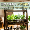 室内で楽しむ水耕栽培！初心者におすすめのキット活用法と失敗しないコツ
